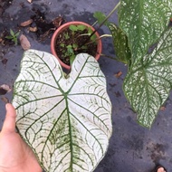 Ready Stock BULK ORDER 10 Pcs BULB of Caladium Type 2