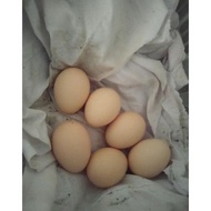 100% telur ayam bangkok pakhoy ori fertil/fresh -