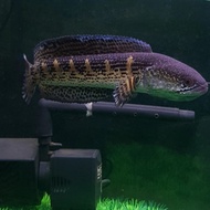 ikan channa auranti 22 cm no minus aktif flaring
