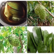 New picked DUTCH/Fresh DURIAN Fresh LEAVES (50pcs)