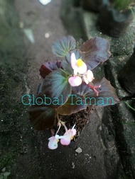 Bibit Tanaman hias begonia, Begonia semperfiorena, Tanaman Begonia