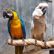 Burung Jinak Blue and Gold Macaw