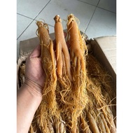 DRIED RED GINSENG (100Gr 3 Roots)