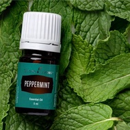 PEPPERMINT 5ml / 15ml essential oil young living original segel new (bukan repack) / BEST SELLER TER