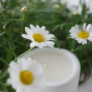 The Pond Candle | 馥野雛菊 | 手工水泥香氛蠟燭