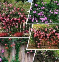 薔薇花種子 種籽爬藤月季玫瑰四季開花爬墻攀援庭院室內花卉盆栽植物籽