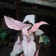 tanaman hias bibit singonium daun pink-pohon singonium pink