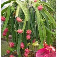keratan pokok buah naga dragon fruit merah isi