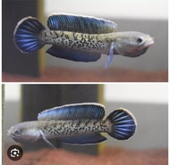 Channa stewarti karbi 5-7 cm baby