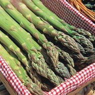 20 เมล็ด หน่อไม้ฝรั่ง สายพันธุ์เมืองนอก ปลูกได้ทุกฤดู เก็บเกี่ยวได้ตลอด Asparagus Seeds สายพันธุ์ Jersey Supreme