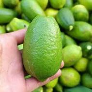 Anak Pokok Limau Telur Buaya