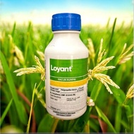Loyant Racun Rumpai Padi 100% Original | Racun Rumput & Rumpai Padi | Herbisid Kawalan Rumpai Daun L