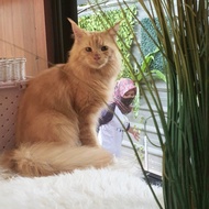 kucing mainecoon jantan