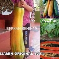 TERMURAH! 100+ BENIH PEPAYA JUMBO KINGSLAND RAKSASA SUPERAN