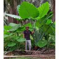 Keladi telinga Gajah(Anak Pokok)