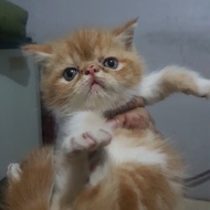 Kucing Persia Kitten exotic shorthair peaknose jantan