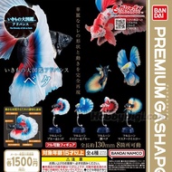 Gashapon Premium Bandai 扭蛋 動物大圖鑑 大圖鑑系列 熱帶魚 全4款 鬥魚 打魚