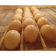 Stock Ready Joss Telur Fertil / Tetas Ayam Merawang ' Terlaris