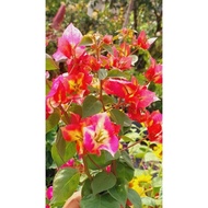 💕BUNGA KERTAS 🆔 RARE FLYBAITS💞