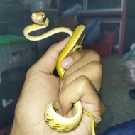 ular pucuk hypo kuning