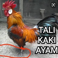 Tali Kaki Ayam Hutan Pikat dan Penjinakan