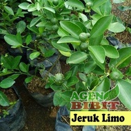 Ready Bibit Pohon Jeruk Limo Sudah Berbuah - Tanaman Daun Jeruk Limau