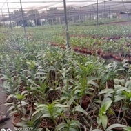 Diskon Tanaman Hias Paket 6 Tanaman Anggrek Dendrobium Hitam Papua