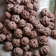 rudraksha jenitri 7 dan 8 mm biji bagus