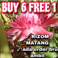 ANAK BENIH POKOK KANTAN PINK BUY 6 FREE 1/ POKOK KANTAN / KANTAN PINK