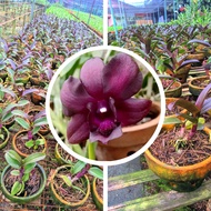 ANGGREK MANGOSTEEN DENDROBIUM MANGOSTEEN - anggrek hitam papua anggrek dendrobium MANGOSTEN orchid