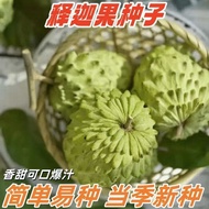 Sakyamuni Seeds Lychee Seeds Lai Ball Fruit Buddha Head Fruit Sakyamuni Ringo Seeds Four Seasons Sow
