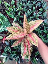 Aglaonema Pink Legacy (Live Collector's Plant - Limited Stocks Only) with FREE garden soil, plastic pot and marble chip pebbles