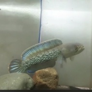 channa stewartii karbi anglong Baby -+4cm / Ikan Gabus