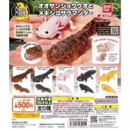 【特價】萬代BANDAI 生物大圖鑒 仿真大鯢 蠑螈六角恐龍 擺件扭蛋