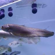 ikan hias belida nile / belida import / tankmate fish