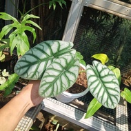 alocasia dragon silver tanaman