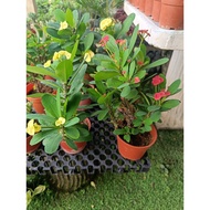 pokok mahkota duri red/yellow