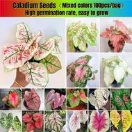【Biji Keladi】Rare Mixcolor Caladium Plant Seeds for Planting (100pcs Per Pack)  Keladi Thailand Caladium Flower Seeds
