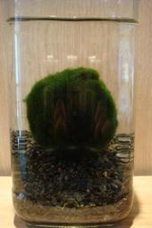 月之守護  月砂 (粒徑: 0.3-0.4cm, 200g/包, 綠藻球/綠球藻/ Marimo/毬藻/Cladophora ball 成長專用底砂)