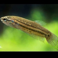 READY STOCK WILD BETTA IMBELLIS MAHACHAI SMARAGDINA HYBRID MALE FEMALE IKAN LAGA 现货 斗鱼 打架鱼 野兽斗鱼 野斗