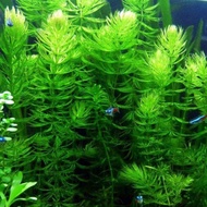 (low price) Aquarium plant Betta Guppy : pokok guppy dan betta akuarium