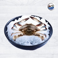 Live Flower Crab 1kg (wild caught)