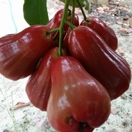 Bibit jambu air citra okulasi Produk Good Qualty