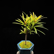 SG2424-本地羅漢松優選株🔥精品植物小盆栽禮物🔥