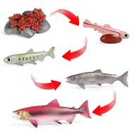 Salmon life cycle model - Salmon life cycle