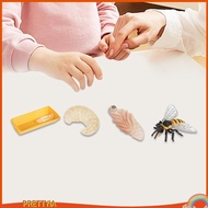 [PrettyiaSG] Life Cycle of Bee Toys Teaching Materials Science Animal Growth Cycle Figures