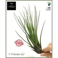 AIR PLANT TILLANDSIA TRICOLOR AIRPLANT 空气草 空气凤梨 无土植物