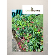 Thornless Euphorbia Live Plant Euphorbia Geroldii Pokok Hiasan 无刺麒麟花