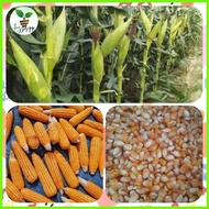 ☽ ◿ HYBRID CORN Hybrid Corn Seeds Dekalb/Pioneer (1KILO) FEEDS CORN(BINHI)1KILO DEKALB/PIONEER