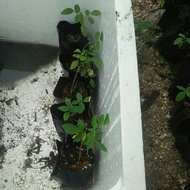 ready stock : anak pokok bunga telang